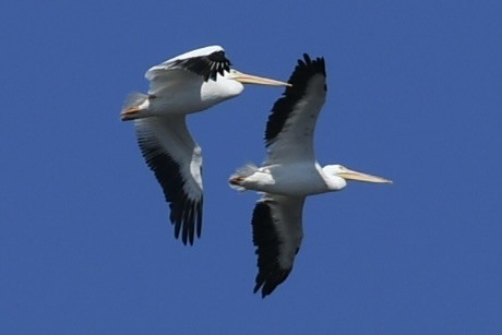 American White Pelican - barbara segal