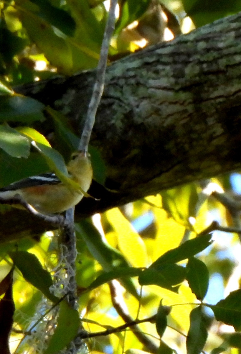 Bay-breasted Warbler - ML610600813