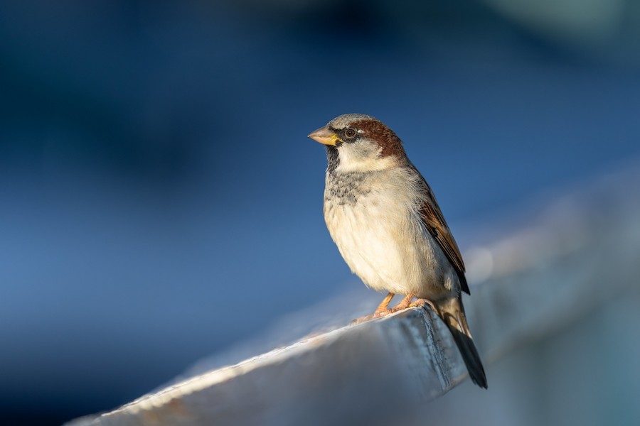 House Sparrow