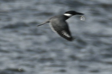 Belted Kingfisher - ML610600837