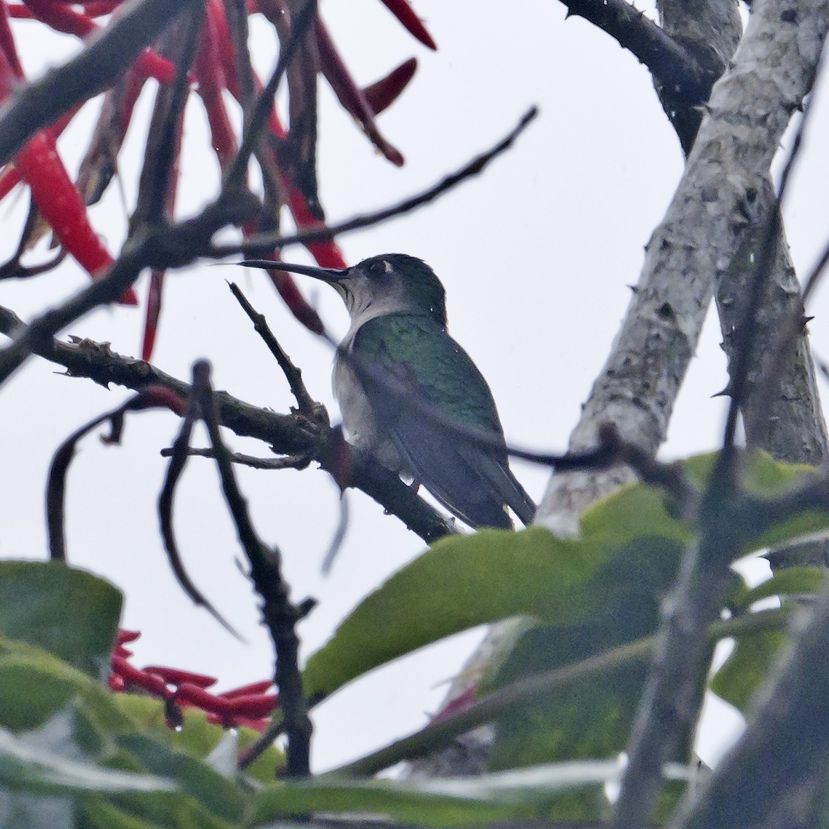 kolibřík klínoocasý - ML610600999