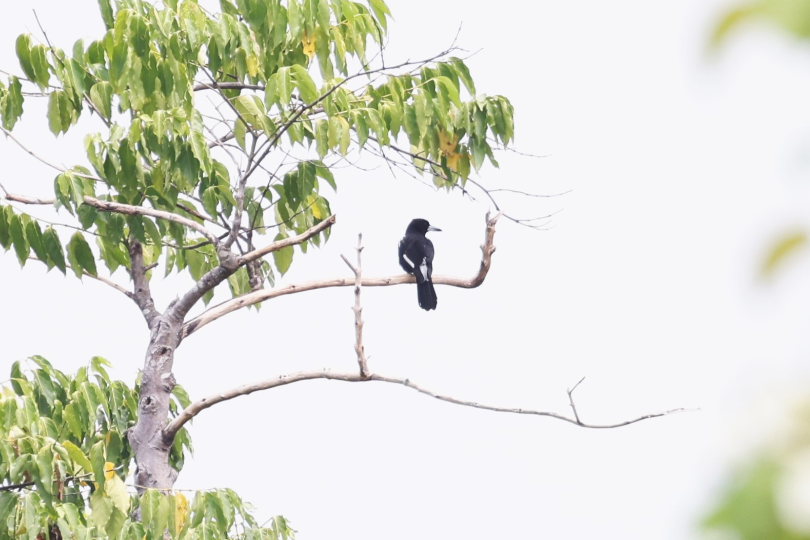 Tagula Butcherbird - eBird