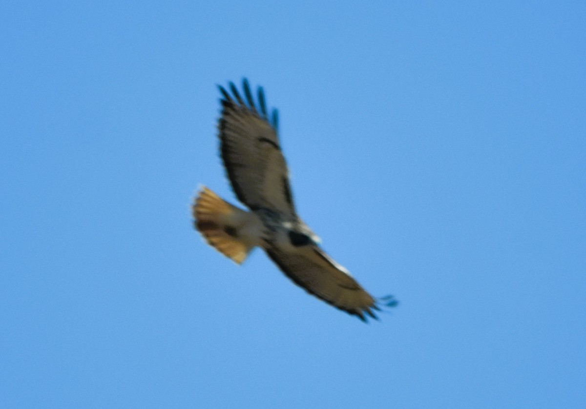 Red-tailed Hawk - ML610601169