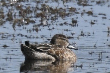 Blue-winged Teal - ML610601454
