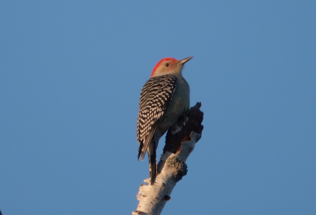 Red-bellied Woodpecker - Maureen Mark