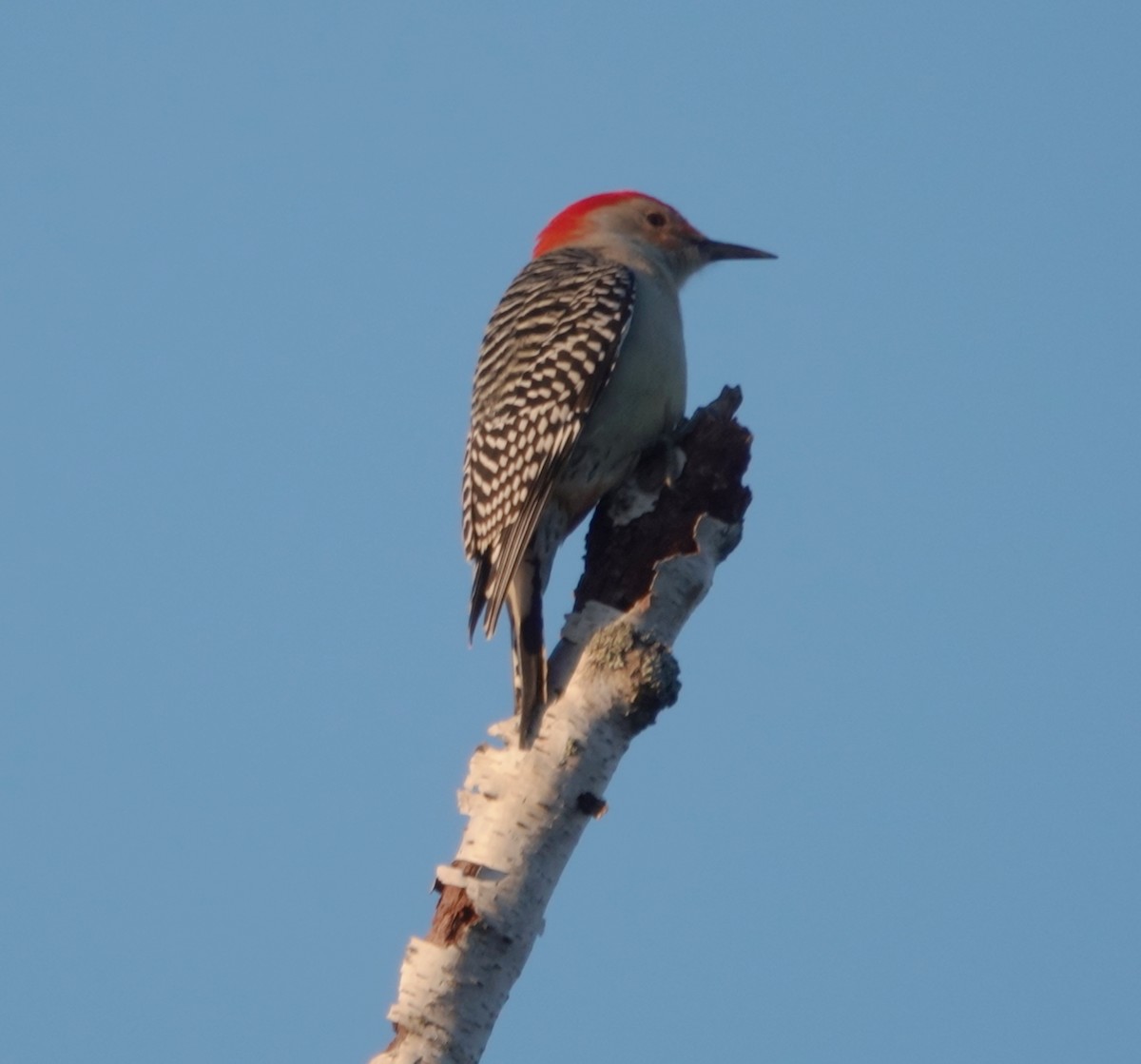 Red-bellied Woodpecker - ML610601535