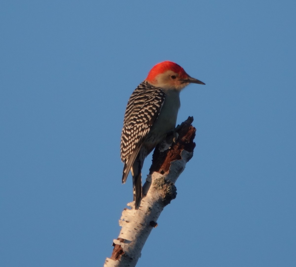 Red-bellied Woodpecker - ML610601536