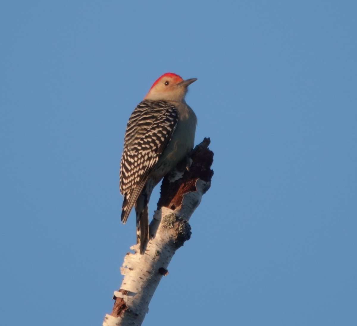 Red-bellied Woodpecker - Maureen Mark
