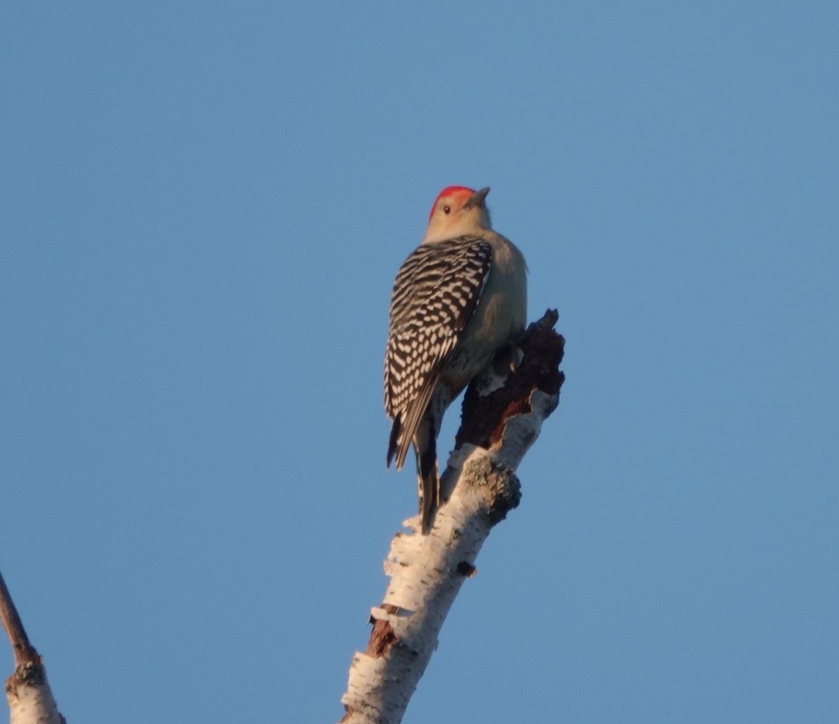 Red-bellied Woodpecker - ML610601538