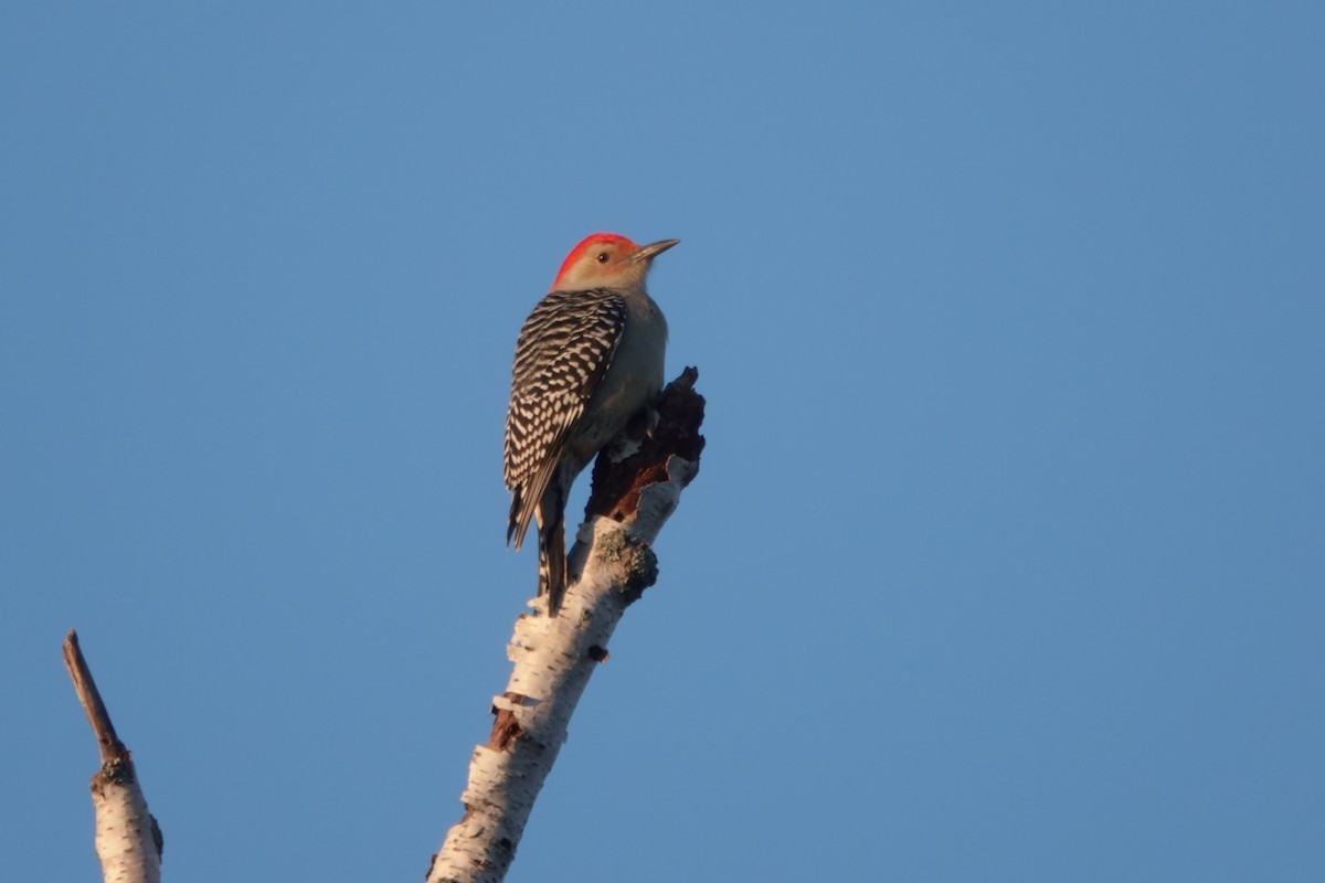 Red-bellied Woodpecker - ML610601540