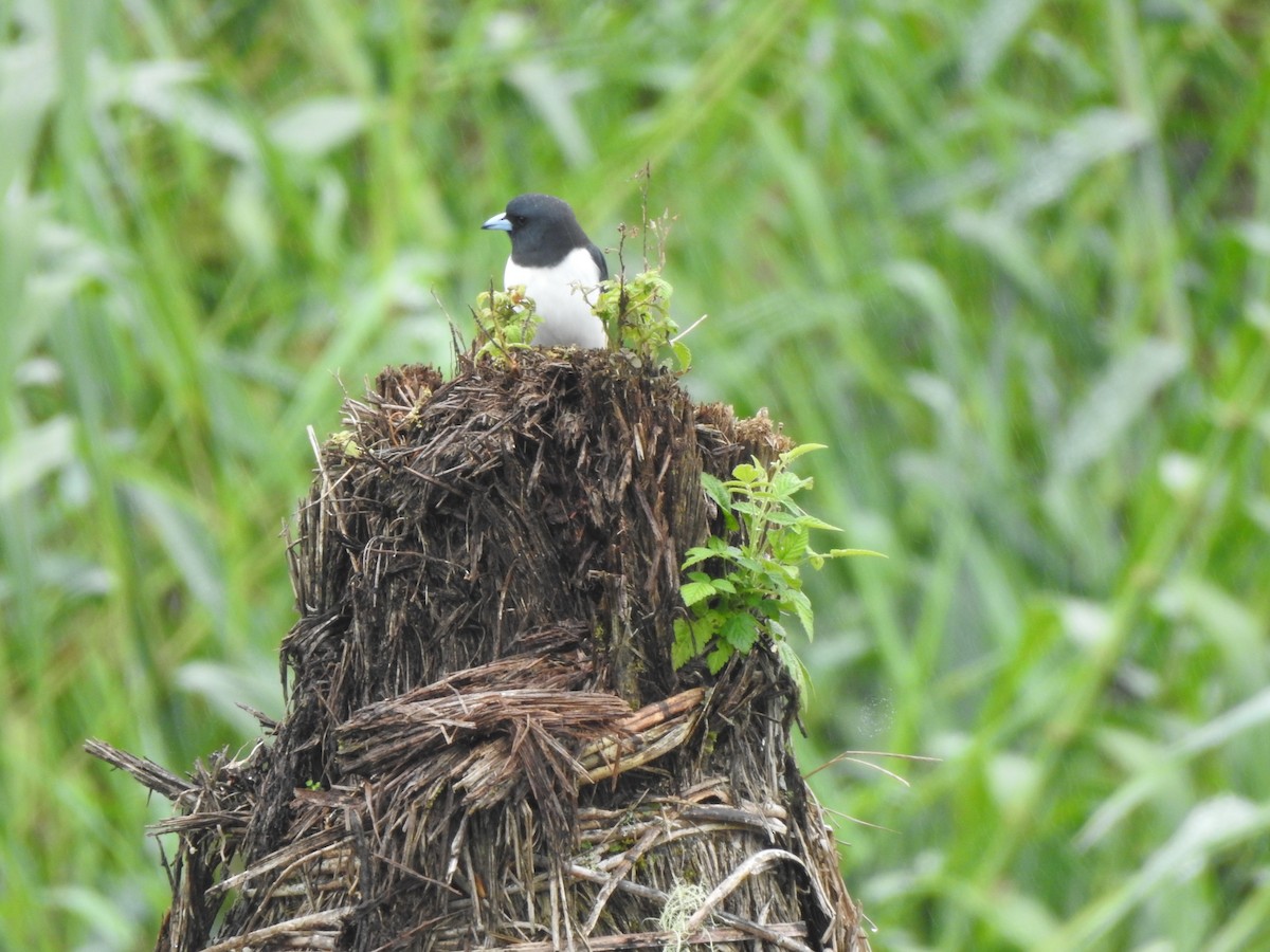 Great Woodswallow - marti ikehara