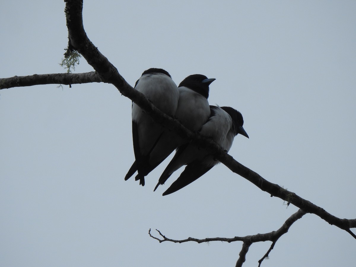 Great Woodswallow - marti ikehara