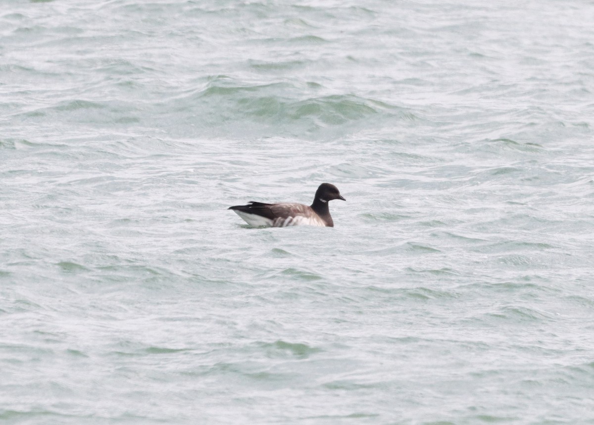 eBird Checklist 31 Oct 2023 Luna Pier (town) 16 species (+1 other