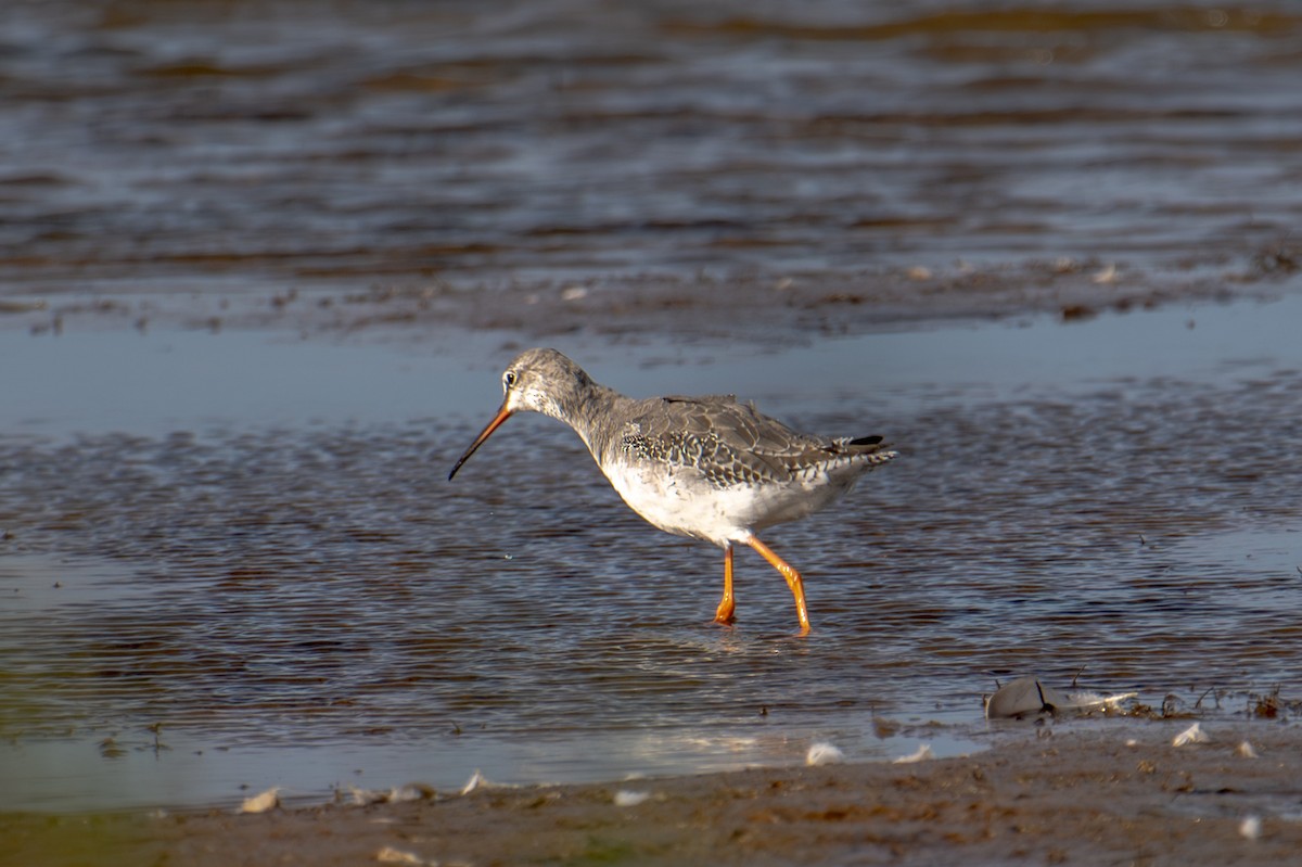 Spotted Redshank - ML610603084