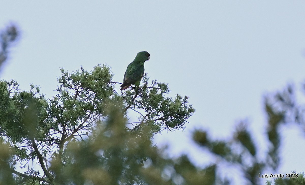 Red-fronted Parrot - ML610603196