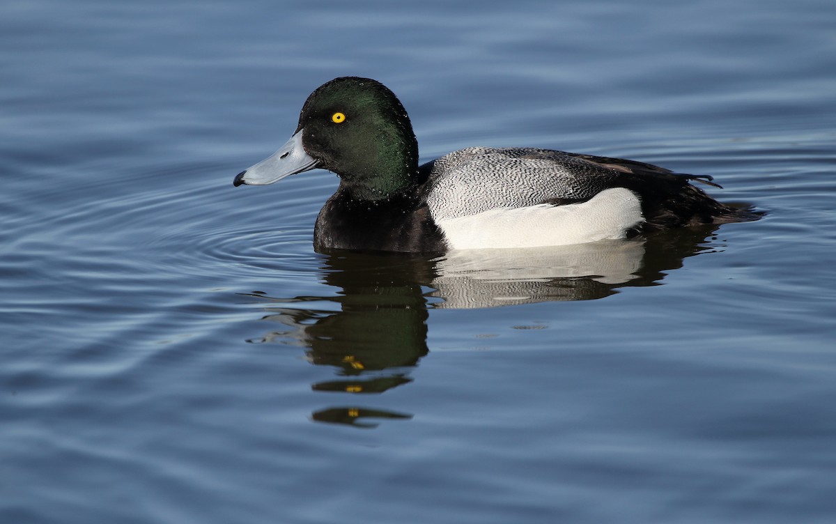 Greater Scaup - ML610603418