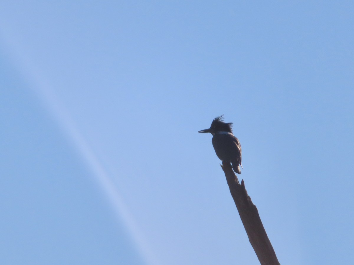 Belted Kingfisher - ML610604318