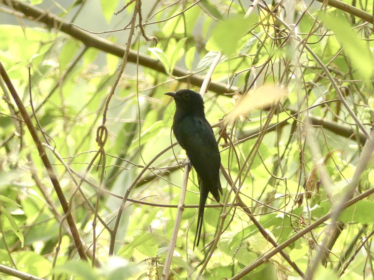 Square-tailed Drongo-Cuckoo - ML610604833