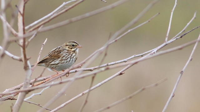 Savannah Sparrow (Savannah) - ML610605223