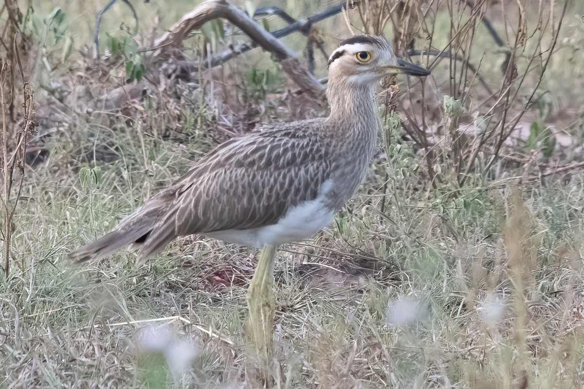 Double-striped Thick-knee - ML610605778
