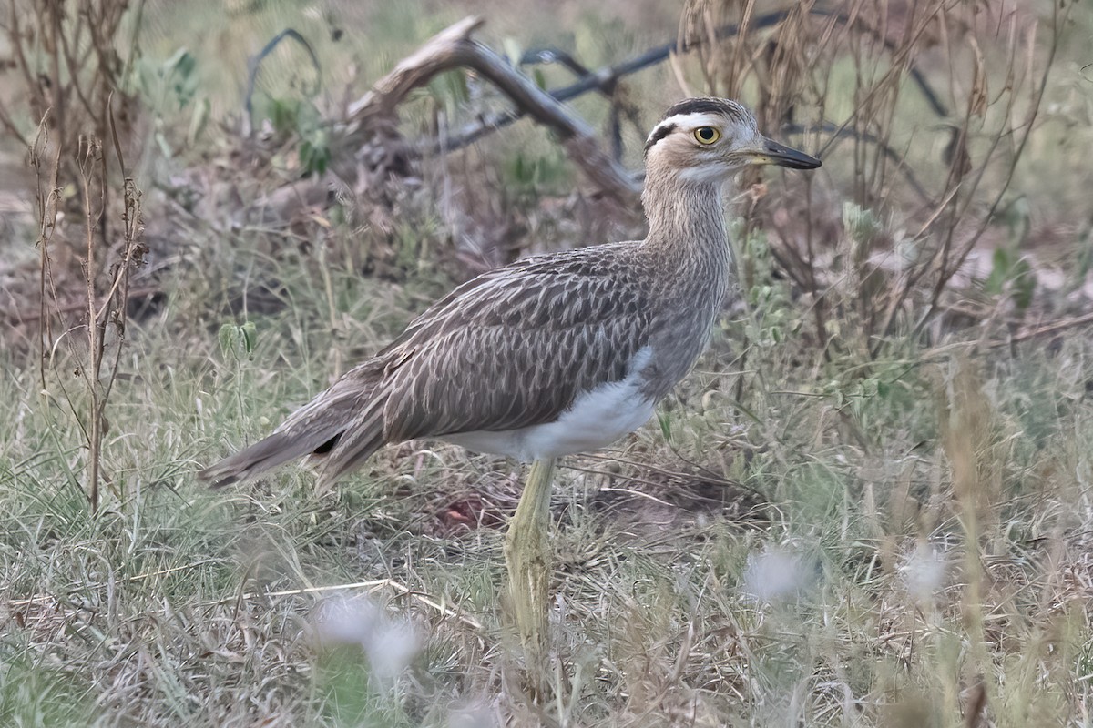 Double-striped Thick-knee - ML610605780
