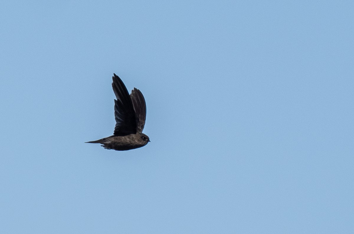 Volcano Swiftlet - Forest Botial-Jarvis