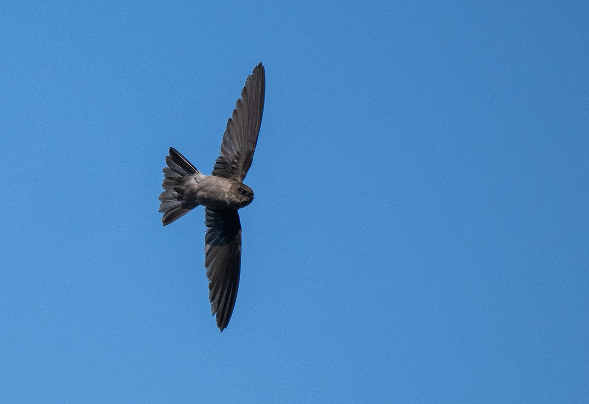 Volcano Swiftlet - Forest Botial-Jarvis