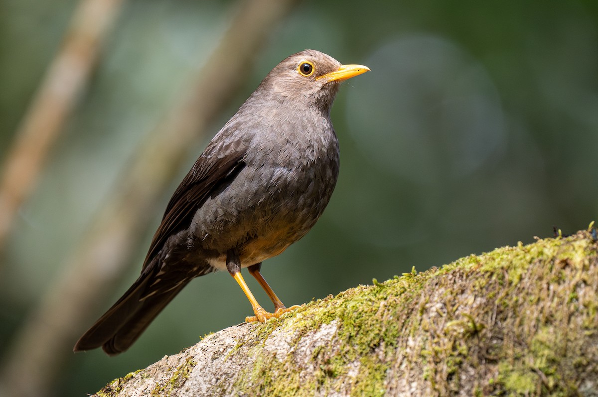 Island Thrush (Javan) - ML610606110