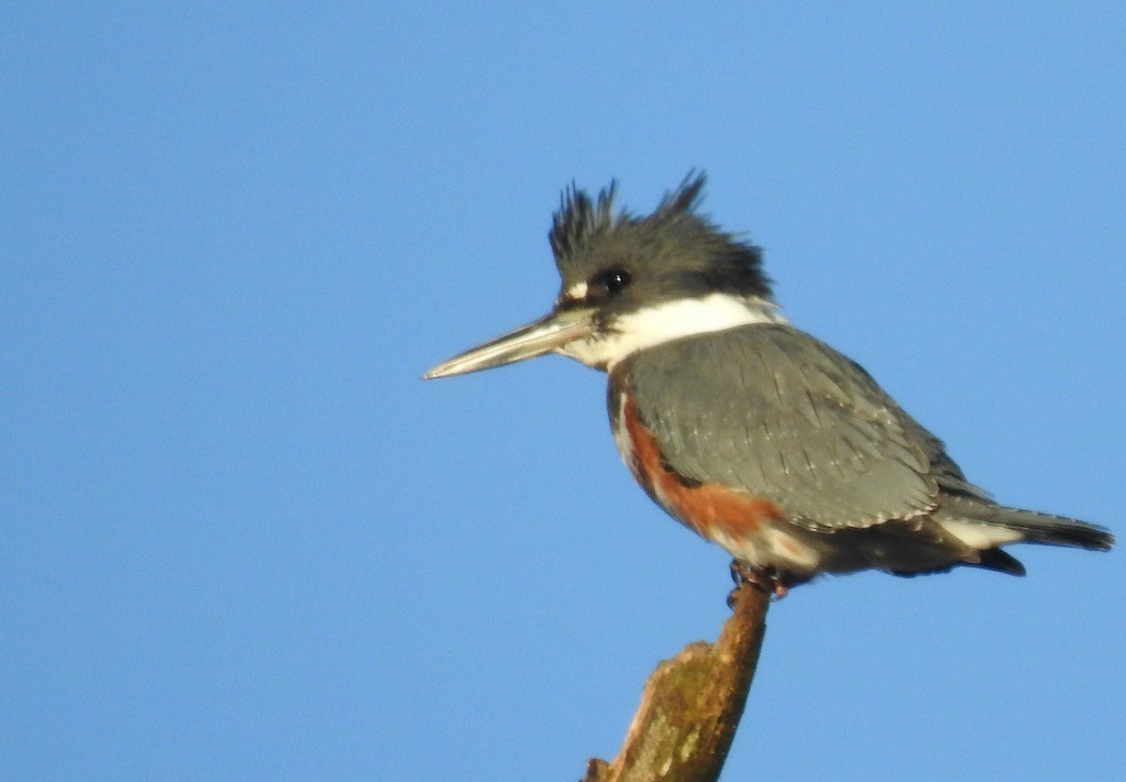 Belted Kingfisher - ML610606312