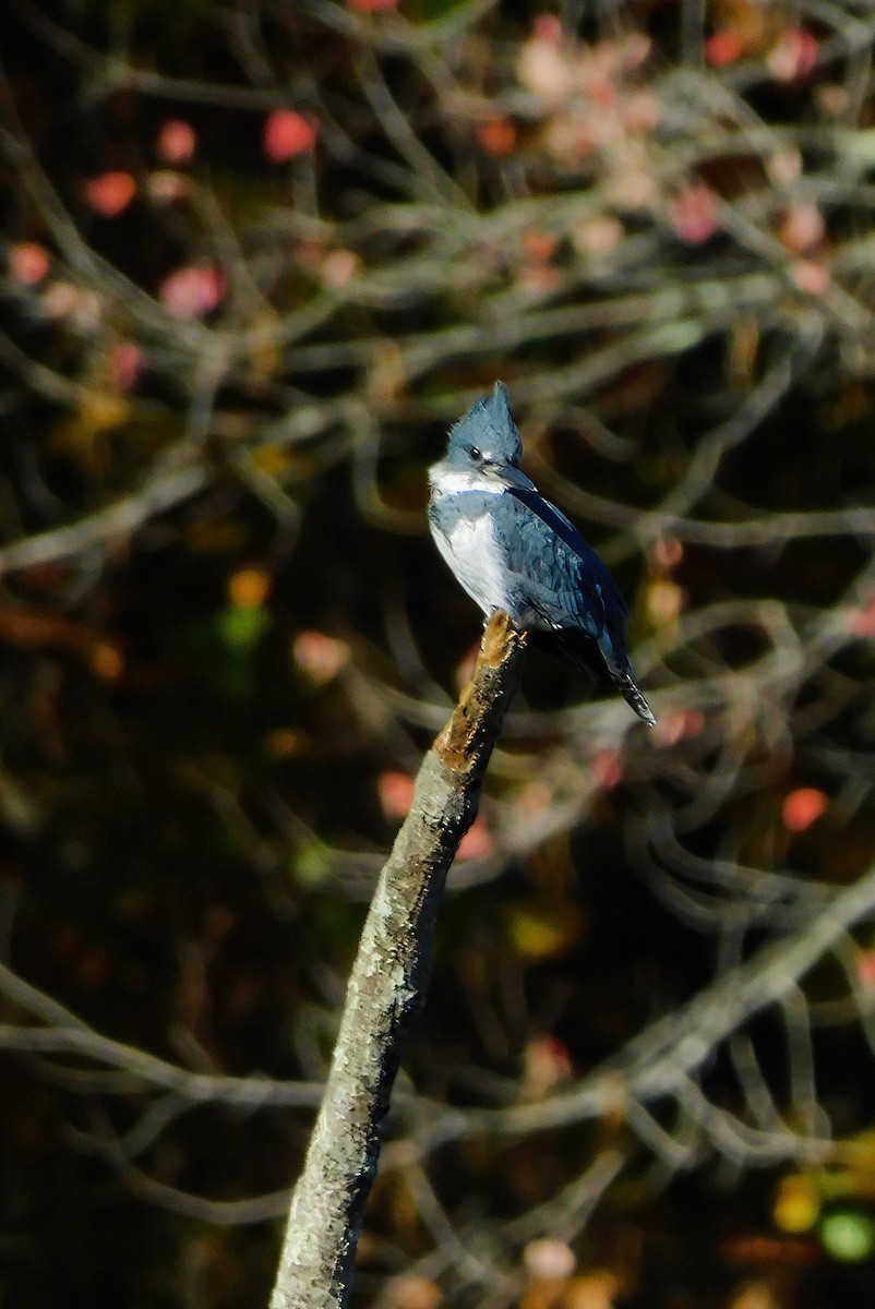 Belted Kingfisher - ML610606349
