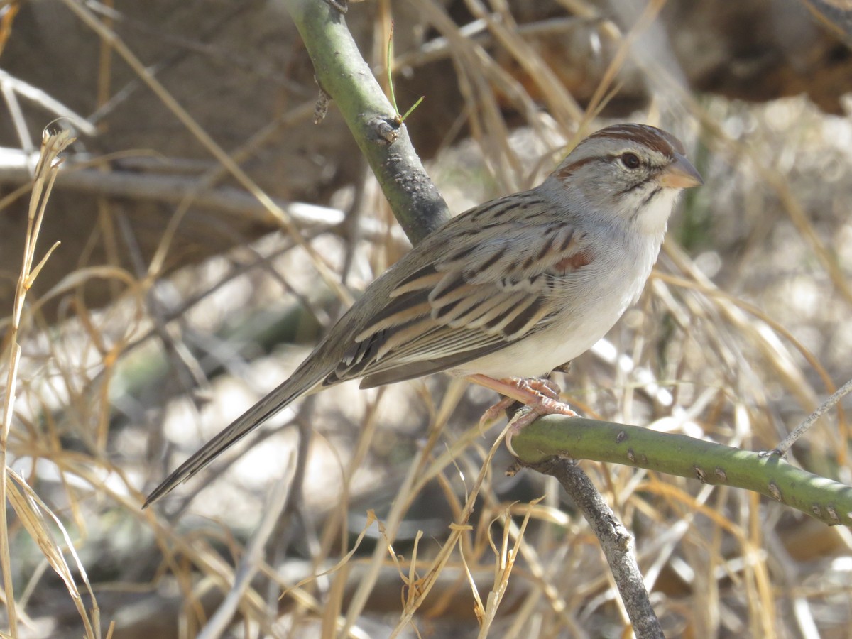 Rufous-winged Sparrow - ML610606352