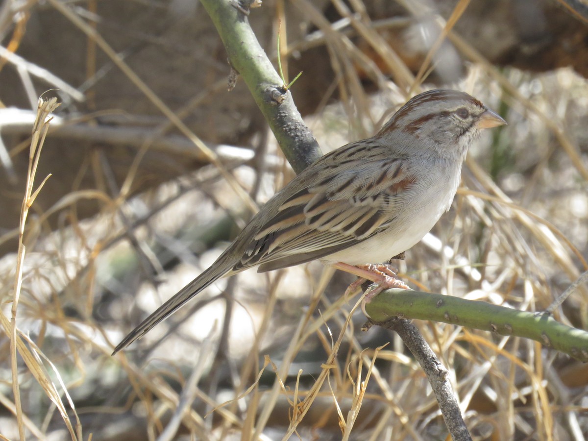 Rufous-winged Sparrow - ML610606353