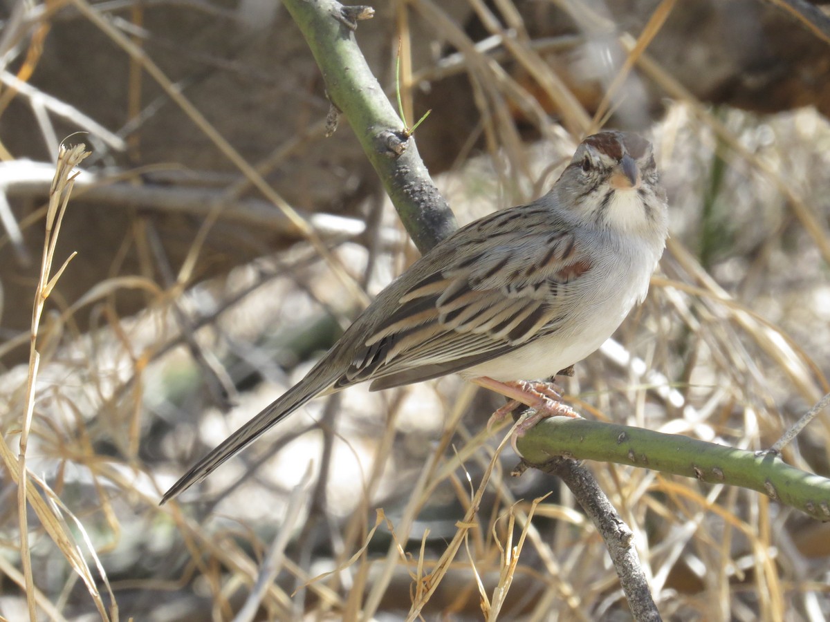Rufous-winged Sparrow - ML610606354
