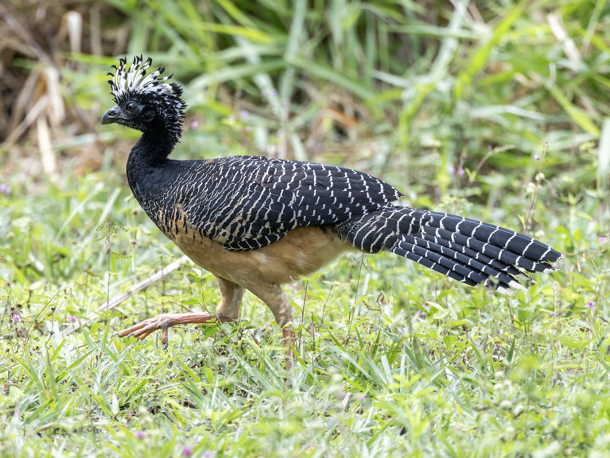 Bare-faced Curassow (Bare-faced) - ML610606664