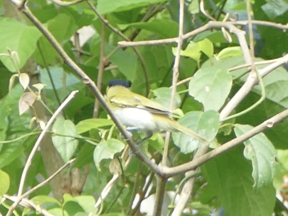 Green-backed Becard (Yellow-cheeked) - ML610606723