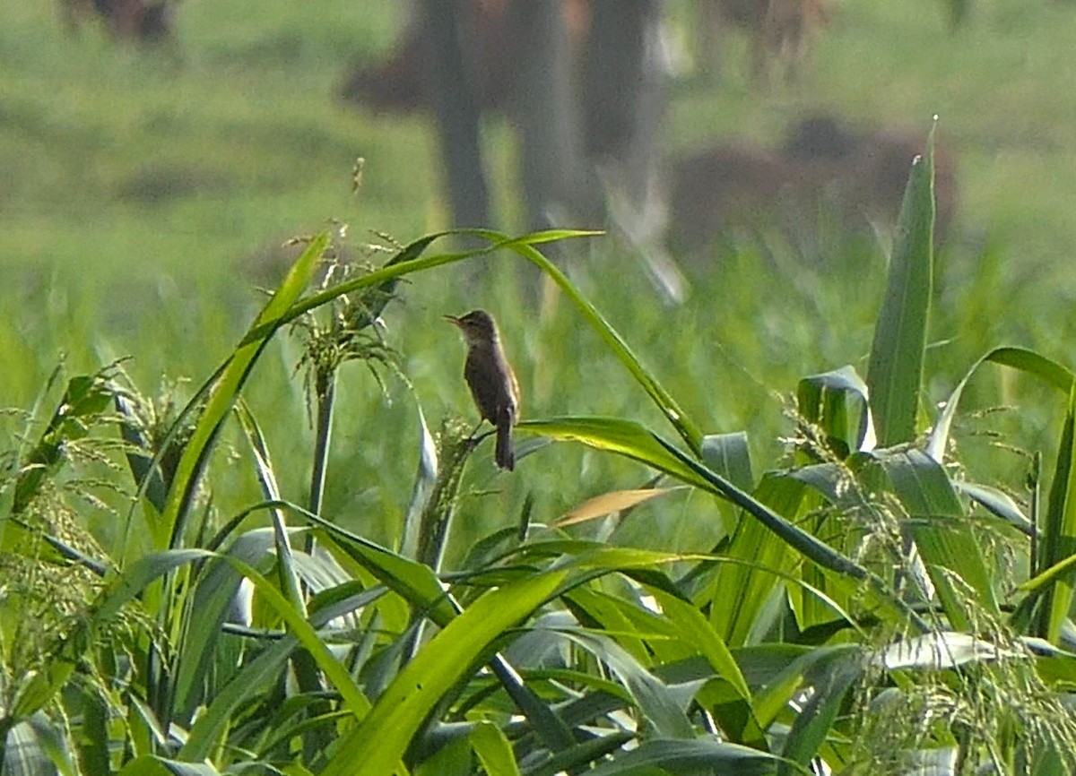 Australian Reed Warbler - ML610607026