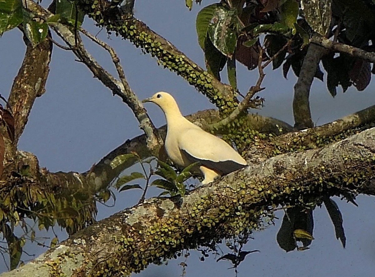 Yellowish Imperial-Pigeon - ML610607155