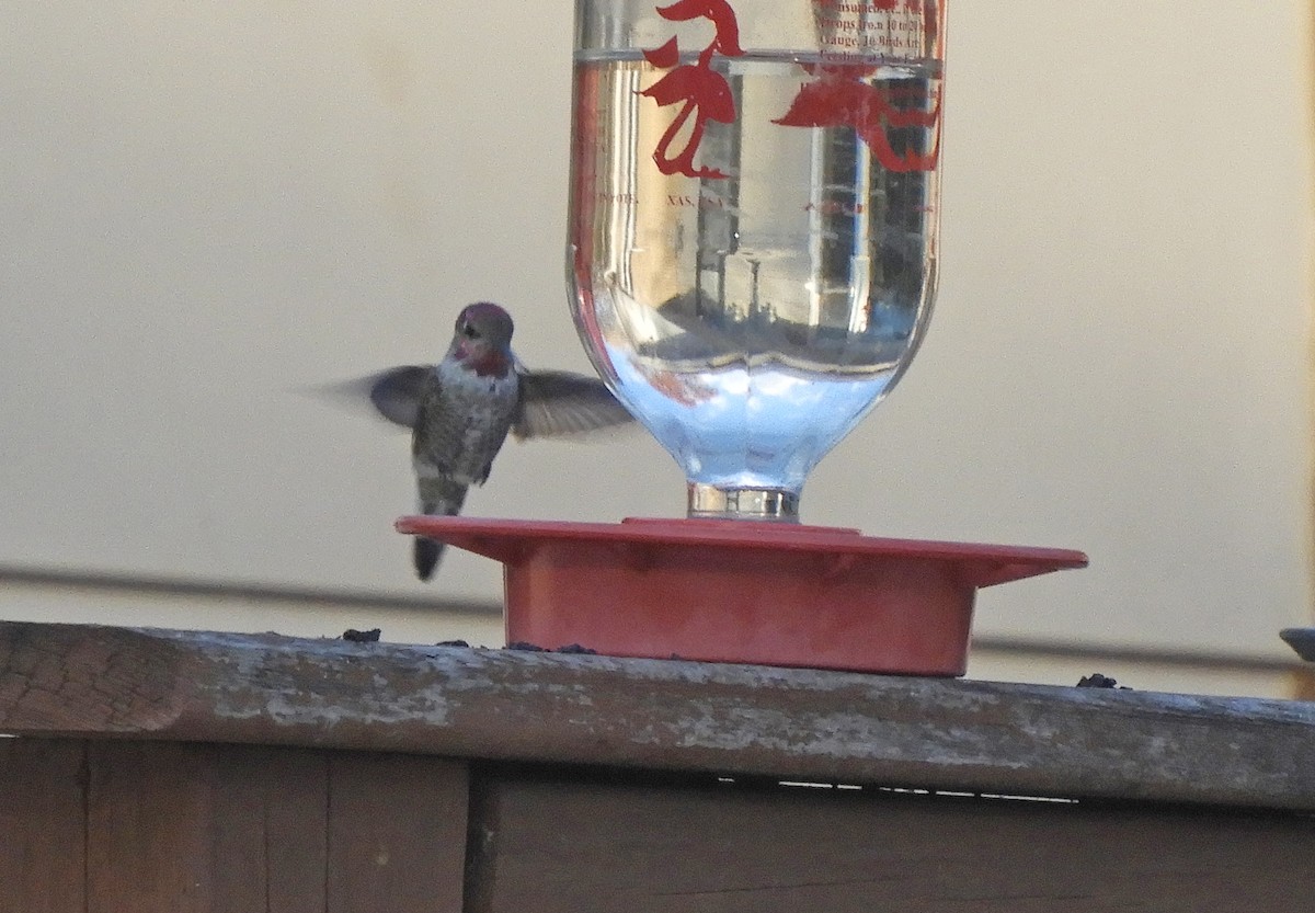 Anna's Hummingbird - ML610607942