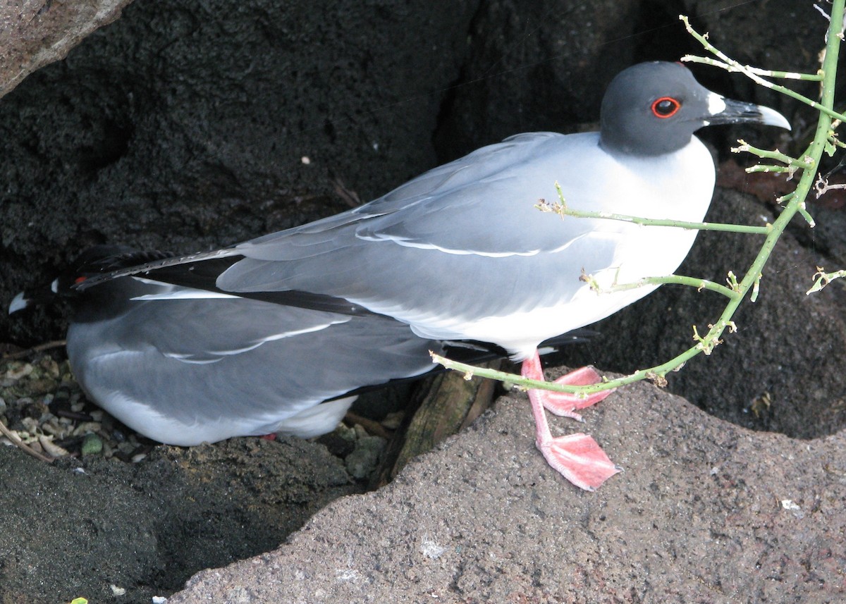 Swallow-tailed Gull - Robert Martin