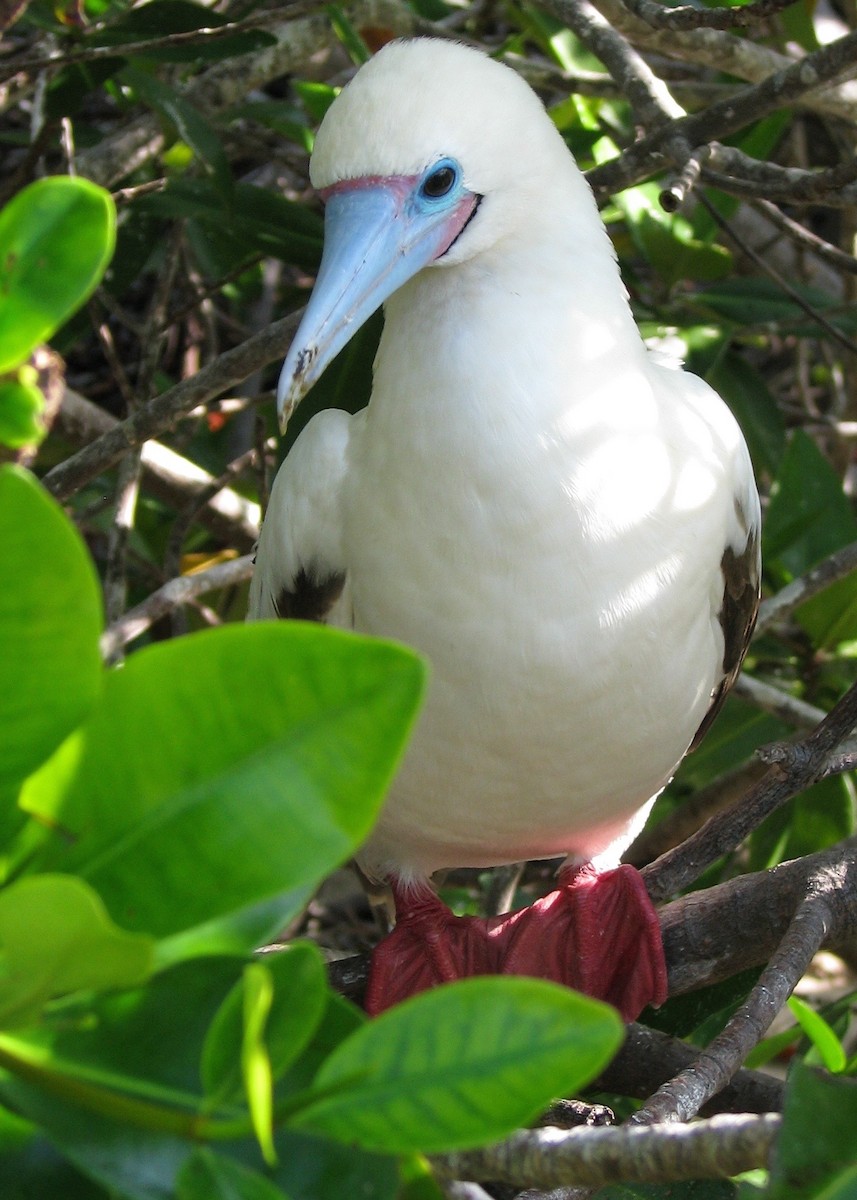Red-footed Booby - Robert Martin
