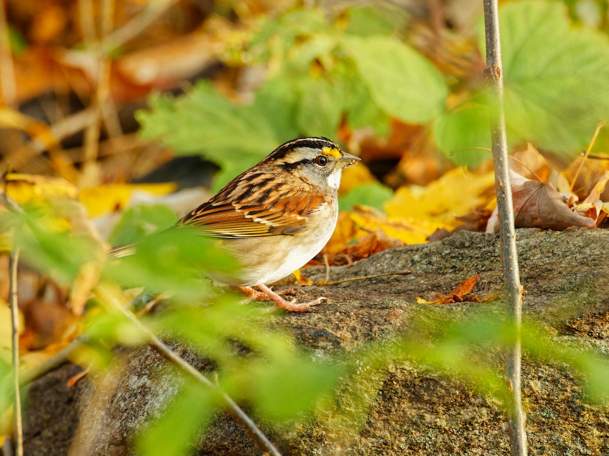 White-throated Sparrow - ML610608460