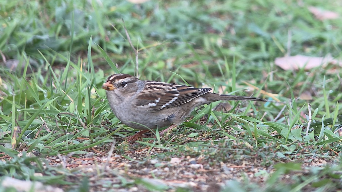 White-crowned Sparrow - ML610608523