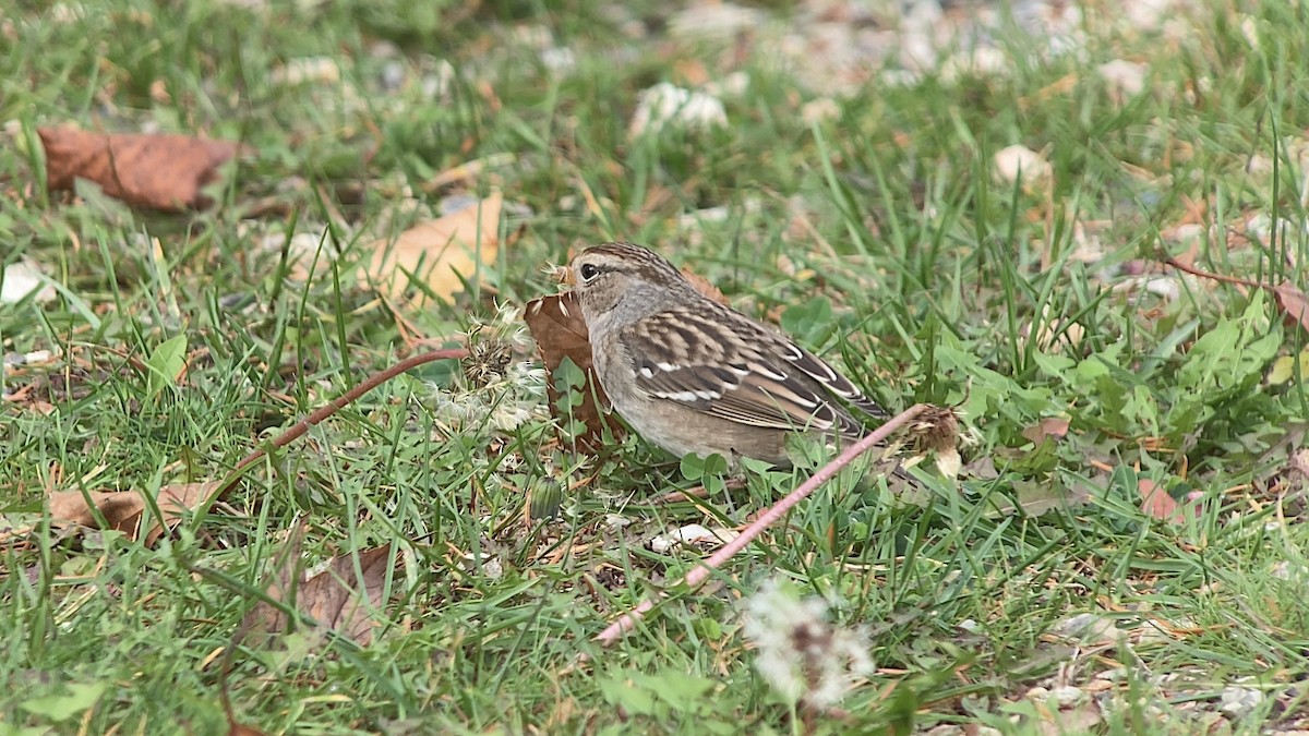 White-crowned Sparrow - ML610608525