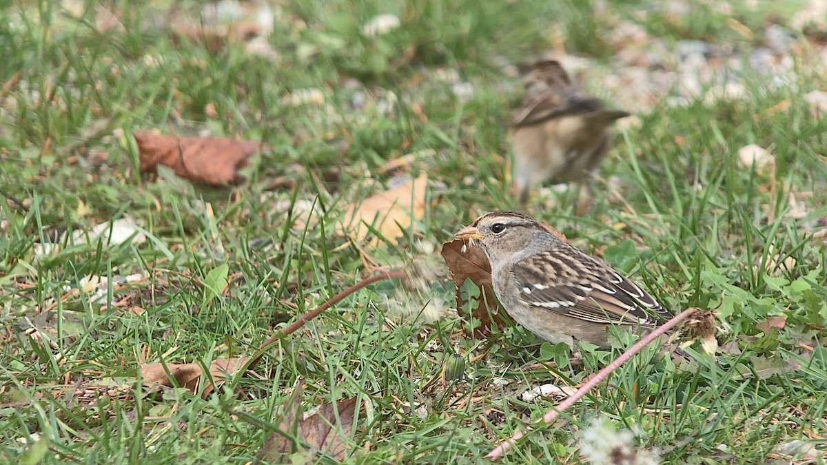 White-crowned Sparrow - Dennis Leonard