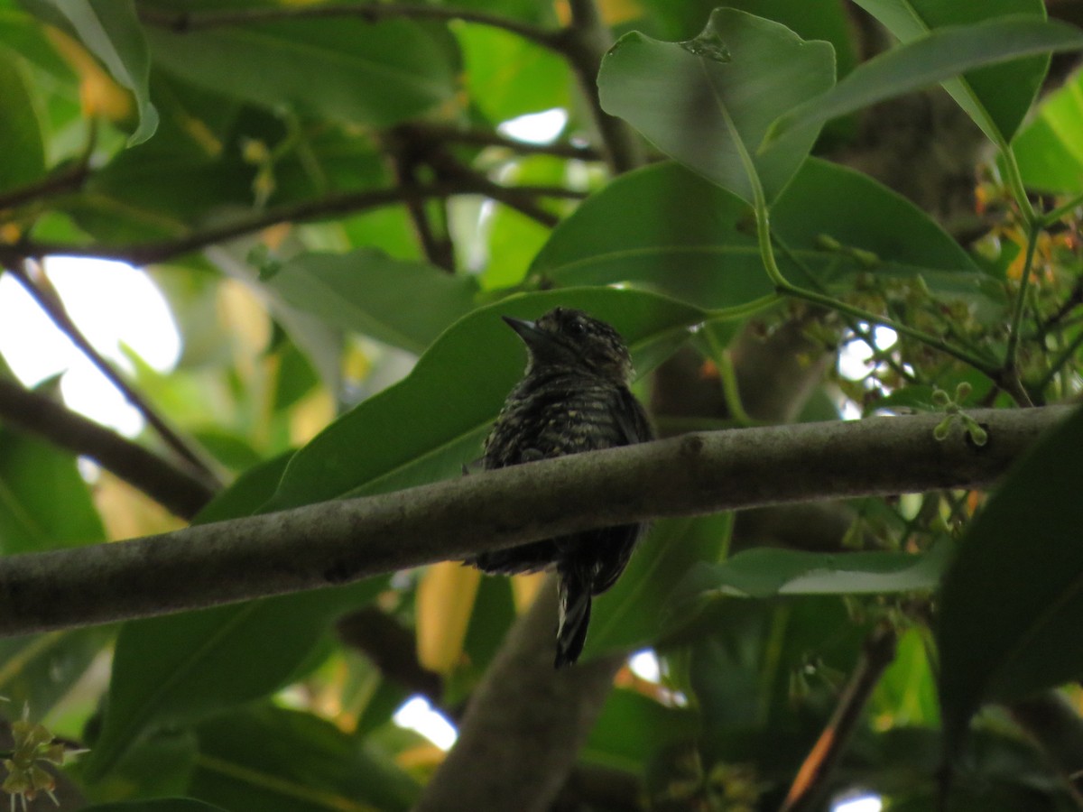 new world piculet sp. - ML610608550