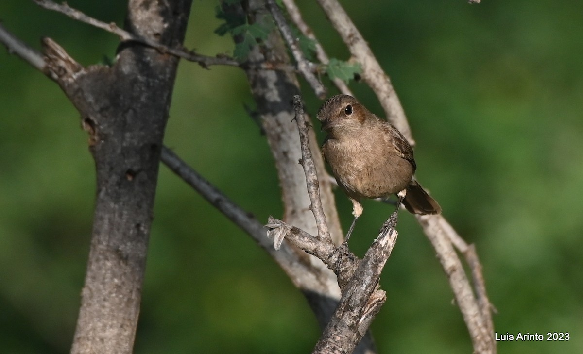 Brown-tailed Chat - ML610609318