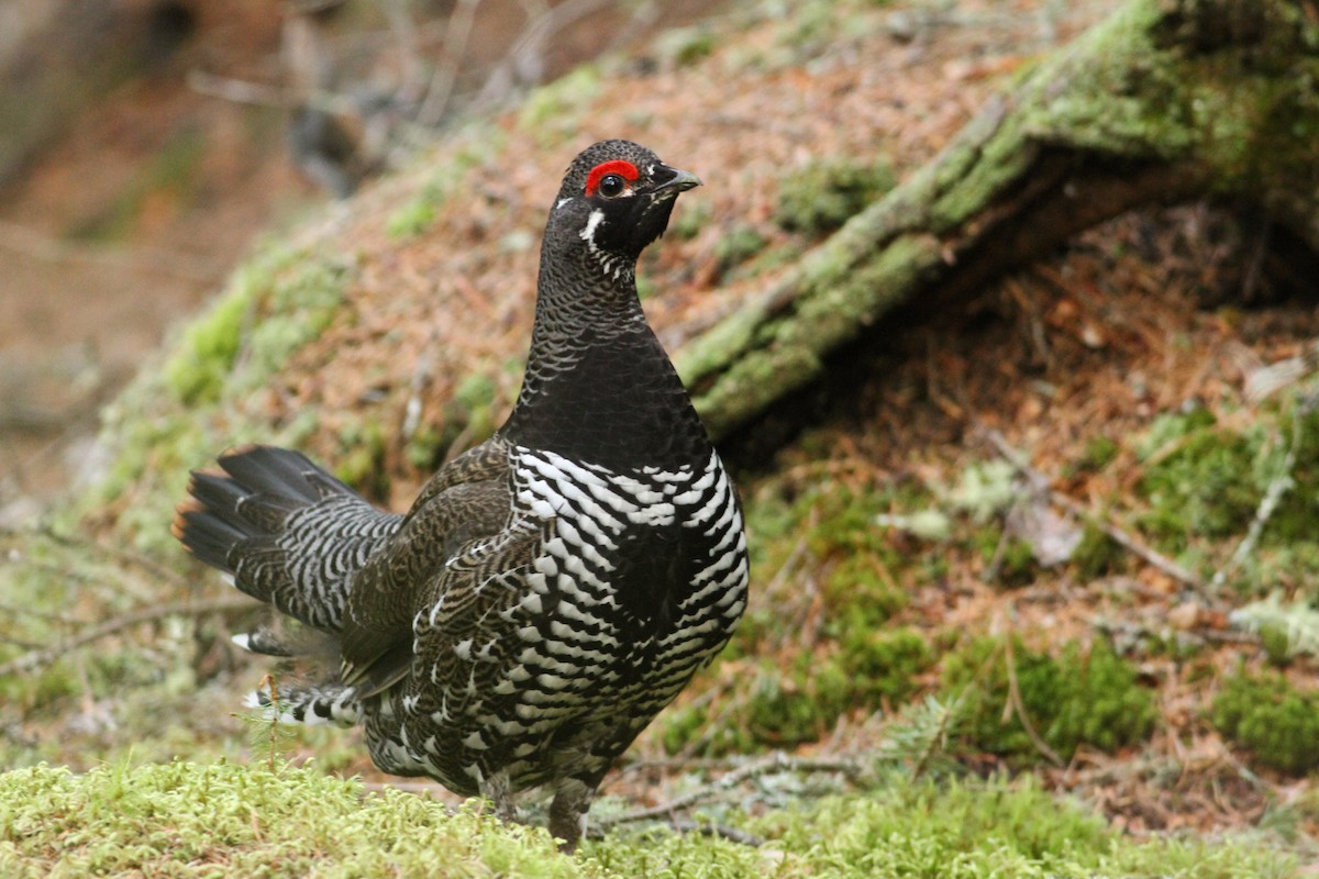 Spruce Grouse - Anonymous