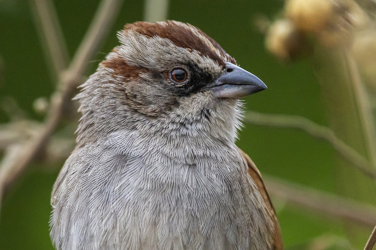 Yungas Sparrow - ML610609460