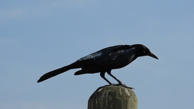 Great-tailed Grackle - ML610609490
