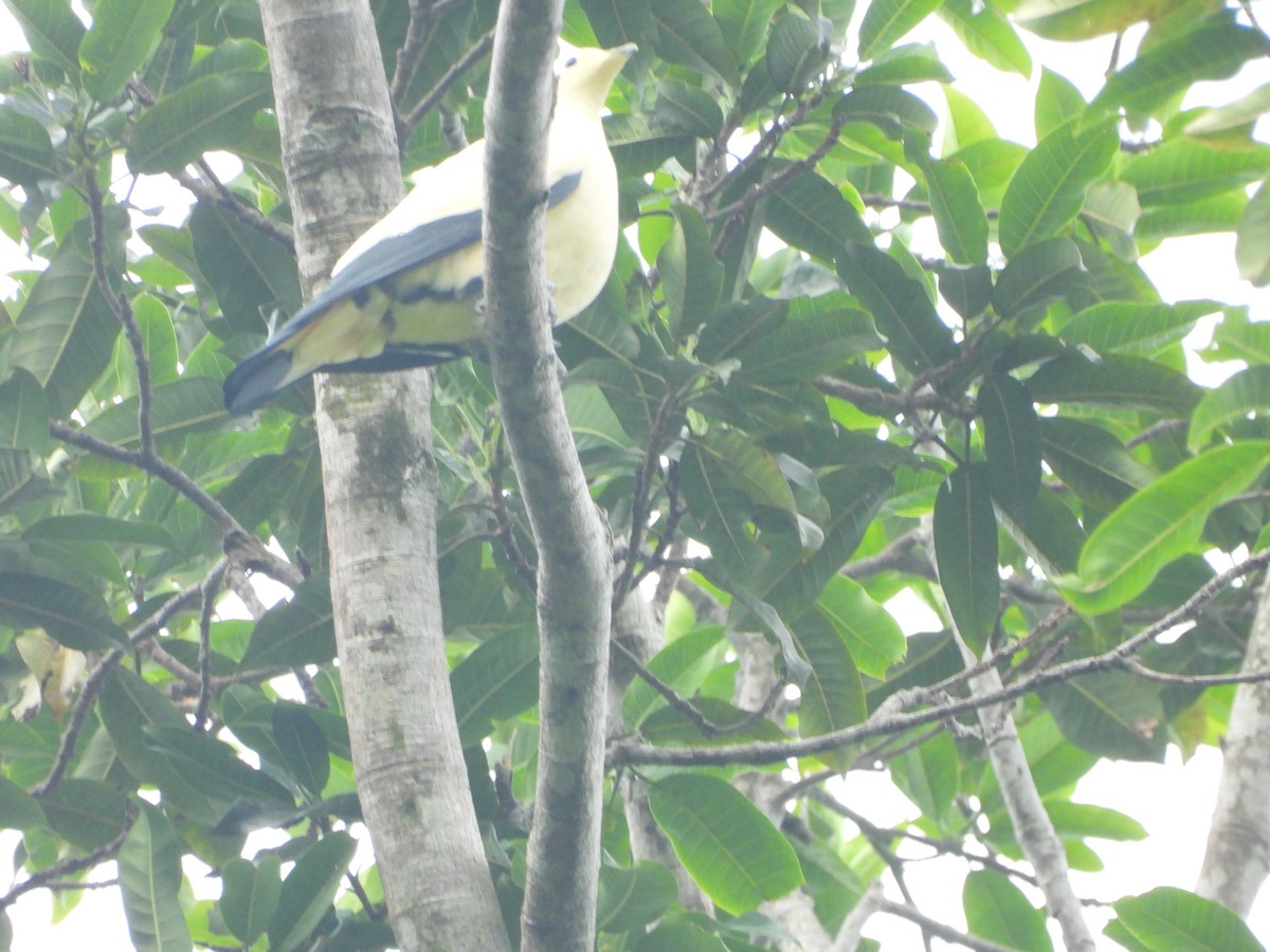 Pied Imperial-Pigeon - ML610609549
